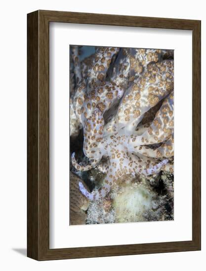 A Solar-Powered Nudibranch Crawls across the Seafloor-Stocktrek Images-Framed Photographic Print