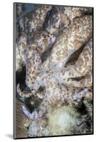 A Solar-Powered Nudibranch Crawls across the Seafloor-Stocktrek Images-Mounted Photographic Print