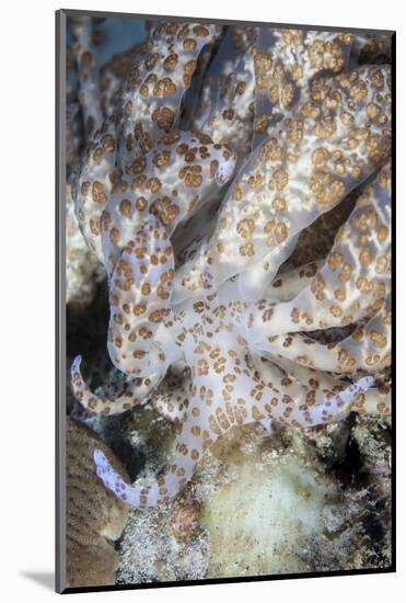 A Solar-Powered Nudibranch Crawls across the Seafloor-Stocktrek Images-Mounted Photographic Print