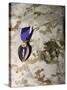 A Soldier Wears His Purple Heart on His Digital Camouflage Minutes after Being Awarded the Medal-Stocktrek Images-Stretched Canvas