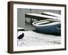 A Solitary Bird Walks Past a Boat Covered by Overnight Snow-null-Framed Photographic Print