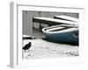 A Solitary Bird Walks Past a Boat Covered by Overnight Snow-null-Framed Photographic Print