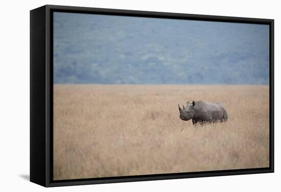 A Solitary Black Rhinoceros Walks Through a Field of Dried Grass in the Ngorongoro Crater, Tanzania-Greg Boreham-Framed Stretched Canvas