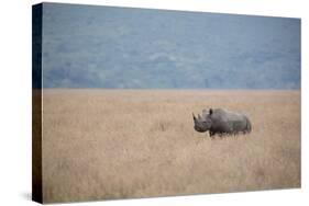 A Solitary Black Rhinoceros Walks Through a Field of Dried Grass in the Ngorongoro Crater, Tanzania-Greg Boreham-Stretched Canvas