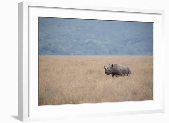 A Solitary Black Rhinoceros Walks Through a Field of Dried Grass in the Ngorongoro Crater, Tanzania-Greg Boreham-Framed Photographic Print