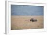 A Solitary Black Rhinoceros Walks Through a Field of Dried Grass in the Ngorongoro Crater, Tanzania-Greg Boreham-Framed Photographic Print