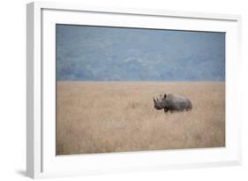 A Solitary Black Rhinoceros Walks Through a Field of Dried Grass in the Ngorongoro Crater, Tanzania-Greg Boreham-Framed Photographic Print