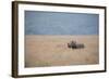 A Solitary Black Rhinoceros Walks Through a Field of Dried Grass in the Ngorongoro Crater, Tanzania-Greg Boreham-Framed Photographic Print