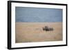 A Solitary Black Rhinoceros Walks Through a Field of Dried Grass in the Ngorongoro Crater, Tanzania-Greg Boreham-Framed Photographic Print