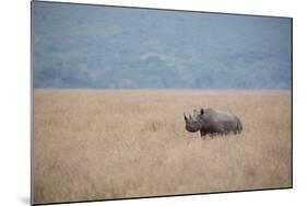 A Solitary Black Rhinoceros Walks Through a Field of Dried Grass in the Ngorongoro Crater, Tanzania-Greg Boreham-Mounted Photographic Print