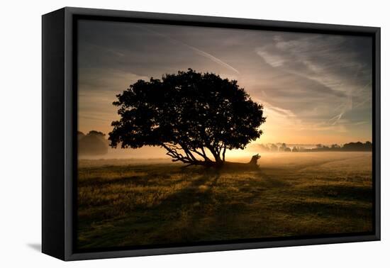 A Solitary Fallen Live Tree Under a Dramatic Sky on a Misty Morning-Alex Saberi-Framed Stretched Canvas