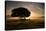 A Solitary Fallen Live Tree Under a Dramatic Sky on a Misty Morning-Alex Saberi-Stretched Canvas