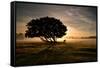 A Solitary Fallen Live Tree Under a Dramatic Sky on a Misty Morning-Alex Saberi-Framed Stretched Canvas