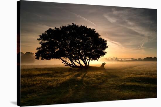 A Solitary Fallen Live Tree Under a Dramatic Sky on a Misty Morning-Alex Saberi-Stretched Canvas