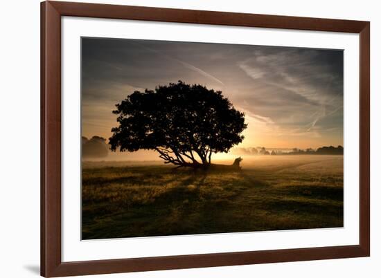 A Solitary Fallen Live Tree Under a Dramatic Sky on a Misty Morning-Alex Saberi-Framed Photographic Print