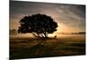 A Solitary Fallen Live Tree Under a Dramatic Sky on a Misty Morning-Alex Saberi-Mounted Photographic Print