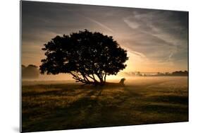 A Solitary Fallen Live Tree Under a Dramatic Sky on a Misty Morning-Alex Saberi-Mounted Photographic Print