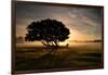 A Solitary Fallen Live Tree Under a Dramatic Sky on a Misty Morning-Alex Saberi-Framed Photographic Print