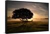 A Solitary Fallen Live Tree Under a Dramatic Sky on a Misty Morning-Alex Saberi-Framed Stretched Canvas