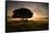 A Solitary Fallen Live Tree Under a Dramatic Sky on a Misty Morning-Alex Saberi-Framed Stretched Canvas