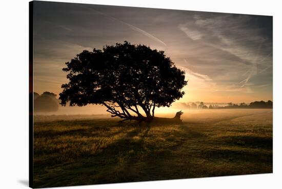 A Solitary Fallen Live Tree Under a Dramatic Sky on a Misty Morning-Alex Saberi-Stretched Canvas