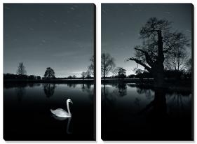 A Solitary Mute Swan (Cygnus Olor) Swimming in a Pond-Alex Saberi-Stretched Canvas