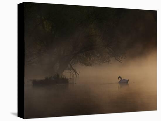 A Solitary Mute Swan, Cygnus Olor, Swimming in a Pond-Alex Saberi-Stretched Canvas