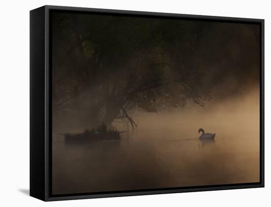 A Solitary Mute Swan, Cygnus Olor, Swimming in a Pond-Alex Saberi-Framed Stretched Canvas