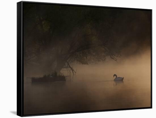 A Solitary Mute Swan, Cygnus Olor, Swimming in a Pond-Alex Saberi-Framed Stretched Canvas