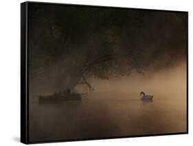 A Solitary Mute Swan, Cygnus Olor, Swimming in a Pond-Alex Saberi-Framed Stretched Canvas