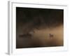 A Solitary Mute Swan, Cygnus Olor, Swimming in a Pond-Alex Saberi-Framed Photographic Print