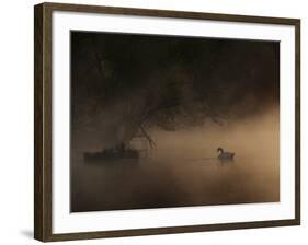 A Solitary Mute Swan, Cygnus Olor, Swimming in a Pond-Alex Saberi-Framed Photographic Print