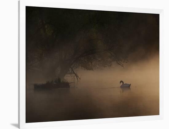 A Solitary Mute Swan, Cygnus Olor, Swimming in a Pond-Alex Saberi-Framed Photographic Print