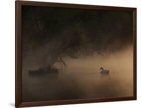 A Solitary Mute Swan, Cygnus Olor, Swimming in a Pond-Alex Saberi-Framed Photographic Print