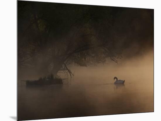 A Solitary Mute Swan, Cygnus Olor, Swimming in a Pond-Alex Saberi-Mounted Photographic Print