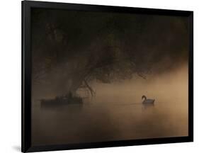 A Solitary Mute Swan, Cygnus Olor, Swimming in a Pond-Alex Saberi-Framed Photographic Print