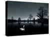 A Solitary Mute Swan, Cygnus Olor, Swimming in a Pond-Alex Saberi-Stretched Canvas