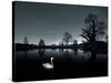 A Solitary Mute Swan, Cygnus Olor, Swimming in a Pond-Alex Saberi-Stretched Canvas