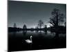 A Solitary Mute Swan, Cygnus Olor, Swimming in a Pond-Alex Saberi-Mounted Photographic Print