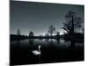 A Solitary Mute Swan, Cygnus Olor, Swimming in a Pond-Alex Saberi-Mounted Photographic Print