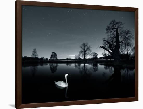 A Solitary Mute Swan, Cygnus Olor, Swimming in a Pond-Alex Saberi-Framed Photographic Print