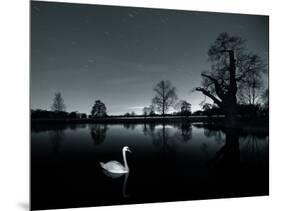 A Solitary Mute Swan, Cygnus Olor, Swimming in a Pond-Alex Saberi-Mounted Photographic Print