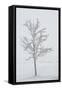 A Solitary Tree Covered with Frost in Hungary-Joe Petersburger-Framed Stretched Canvas