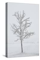 A Solitary Tree Covered with Frost in Hungary-Joe Petersburger-Stretched Canvas