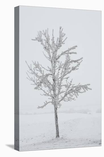 A Solitary Tree Covered with Frost in Hungary-Joe Petersburger-Stretched Canvas