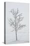 A Solitary Tree Covered with Frost in Hungary-Joe Petersburger-Stretched Canvas