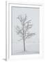 A Solitary Tree Covered with Frost in Hungary-Joe Petersburger-Framed Premium Photographic Print
