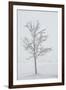 A Solitary Tree Covered with Frost in Hungary-Joe Petersburger-Framed Premium Photographic Print