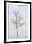 A Solitary Tree Covered with Frost in Hungary-Joe Petersburger-Framed Premium Photographic Print