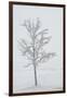 A Solitary Tree Covered with Frost in Hungary-Joe Petersburger-Framed Premium Photographic Print